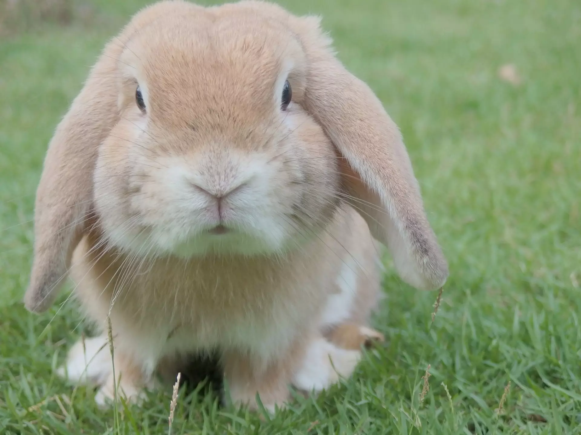 انواع نژادهای خرگوش برای نگهداری در خانه | ۱۰ نژاد محبوب!