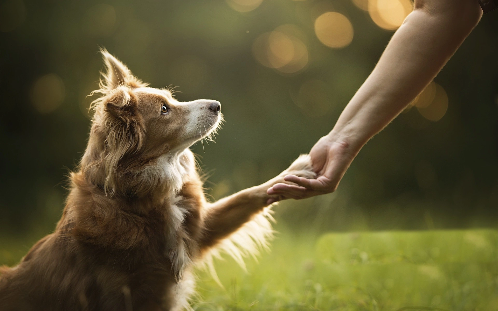 آموزش دست دادن به سگ | [راهنمای قدم به قدم آموزش]