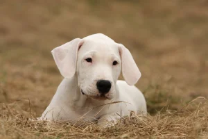توله سگ داگو ارژانتینو