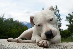 سگ سفید داگو ارژانتینو