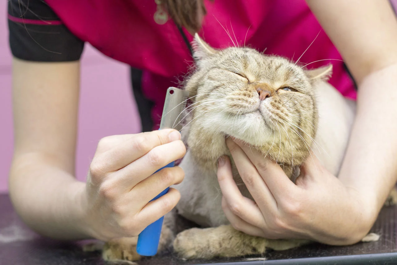 آرایشگاه گربه؛ 6 دلیل مهم برای رفتن گربه به آرایشگاه!  