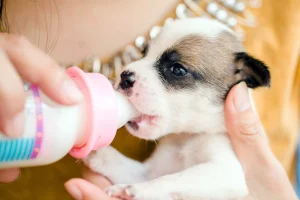 شیر دادن به توله‌ سگ