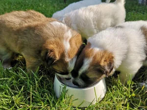 توله سگ‌ ها در حال شیر خوردن