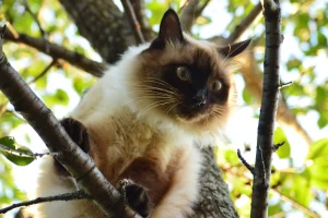 گربه بالینز روی درخت
