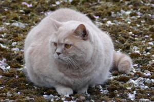 عکس گربه چاق