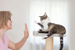 آموزش به گربه