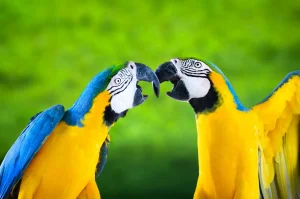 عکس طوطی سخنگو ماکائو آبی و زرد