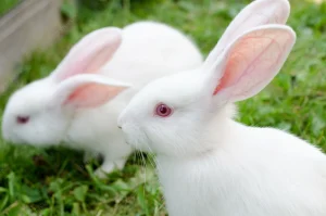 خرگوش سفید چشم قرمز