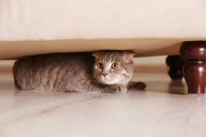 گربه ترسیده زیر مبل