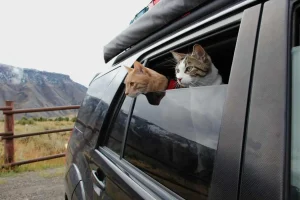 گربه در ماشین 