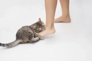 گربه در حال گاز گرفتن پا