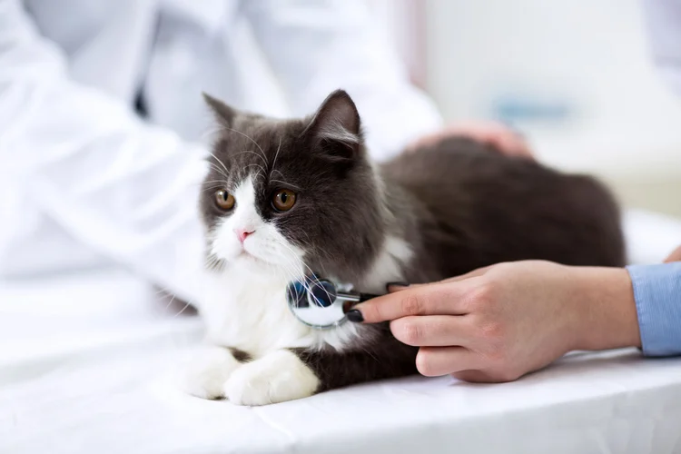 درمان بی اشتهایی گربه