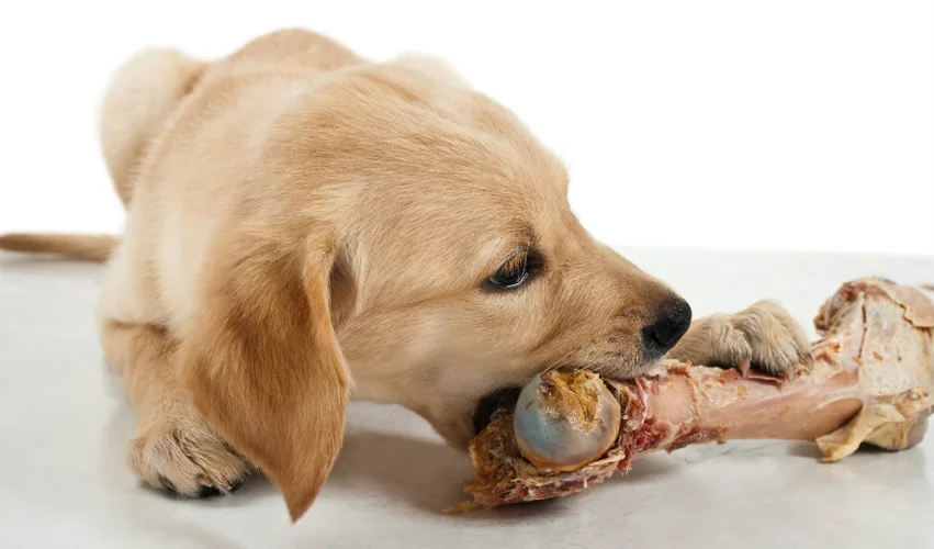 استخوان خوردن سگ