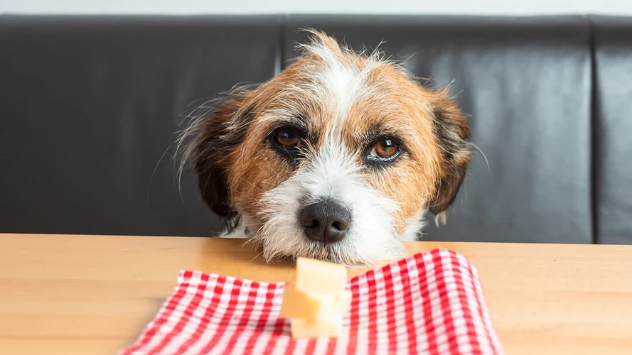 کدام پنیر برای سگ مفید است؟ آیا سگ می‌تواند پنیر بخورد؟