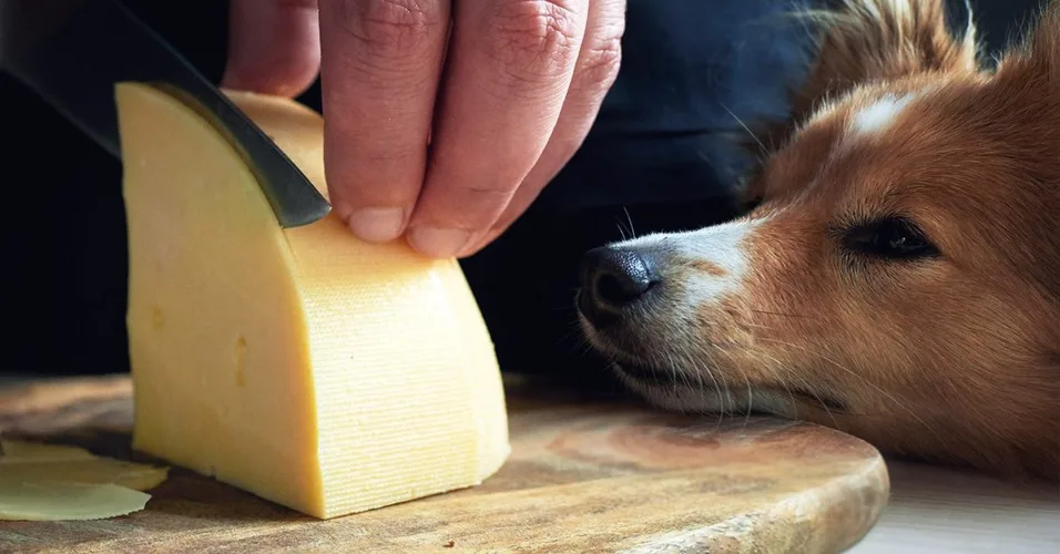 پنیر برای سگ به عنوان تشویقی 