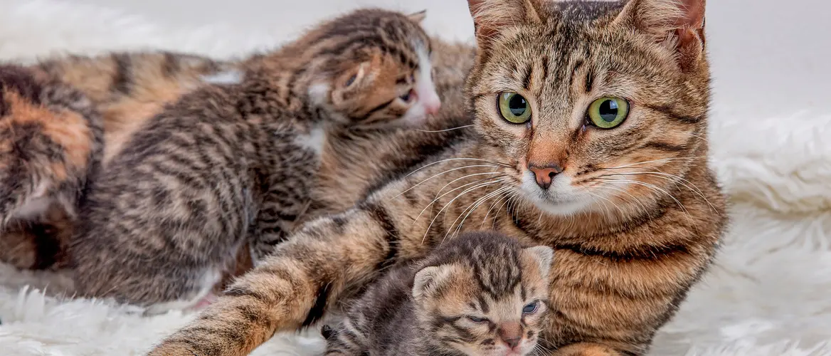 گربه در کنار بچه گربه ها 