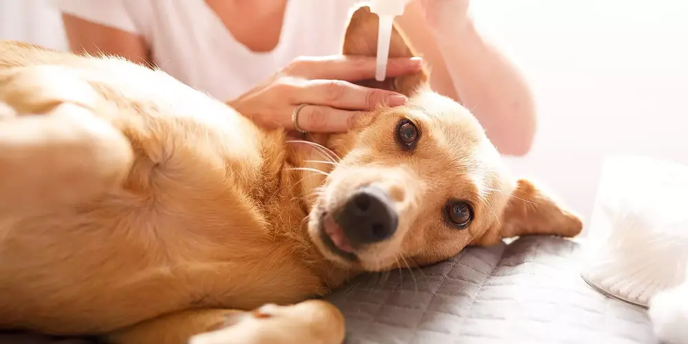 تمیز کردن گوش سگ با مایع پاک کننده 