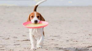 سگ در ساحل