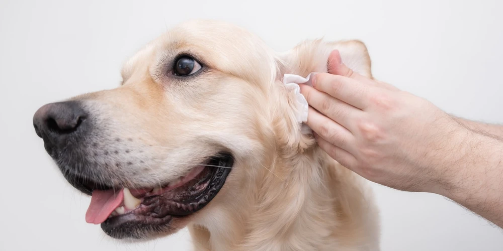 آموزش تمیز کردن گوش سگ 