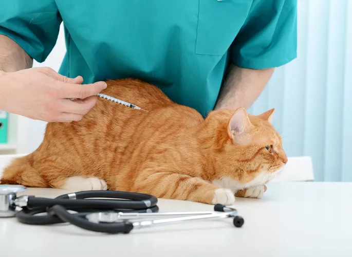 تزریق انسولین به گربه دارای دیابت 