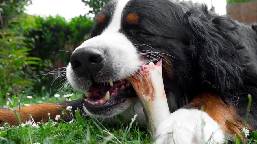 خوردن استخوان توسط سگ