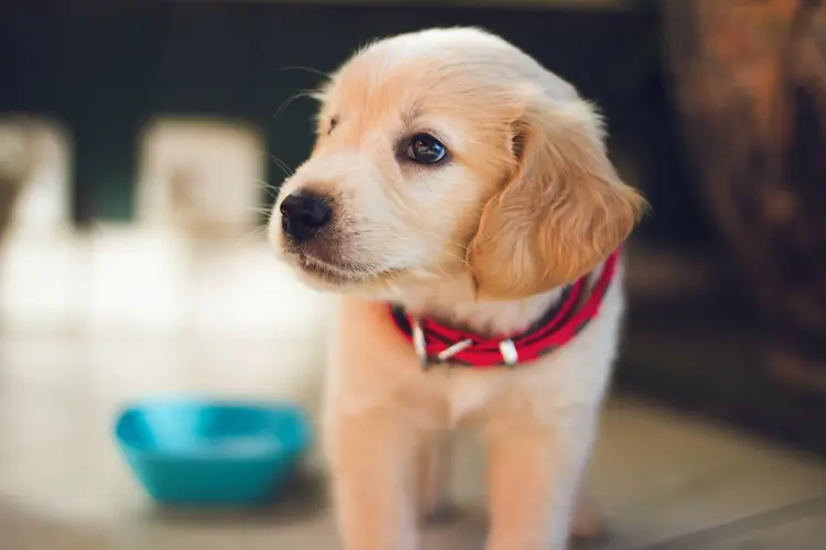 3 دلیل غذا نخوردن سگ + (درمان خانگی بی اشتهایی سگ)