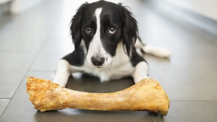 استخوان برای سگ مفید است؟