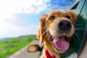مسافرت با سگ با ماشین 
