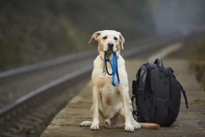 مسافرت با سگ 