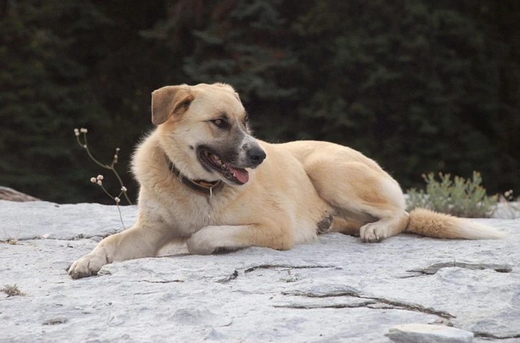 معرفی سگ سرابی قدرتمندترین سگ جهان از نژاد هخامنشی