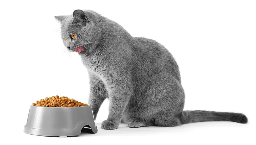 غذای گربه باردار چیست؟