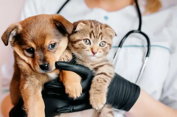 سن مناسب برای بیمه حیوانات خانگی
