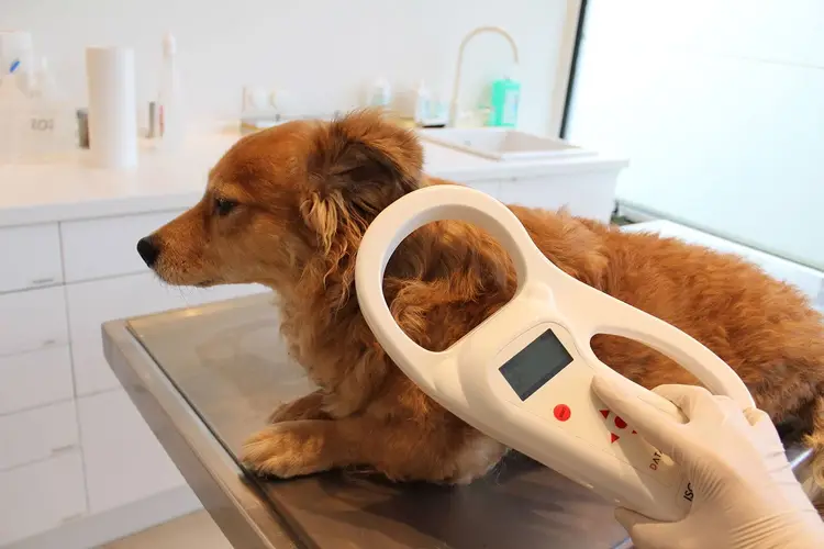 قرار دادن میکروچیپ در سگ برای انجام بیمه حیوانات خانگی 