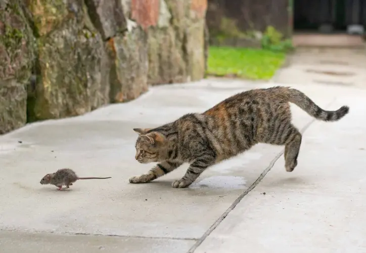 فایده گربه برای گرفتن موش 