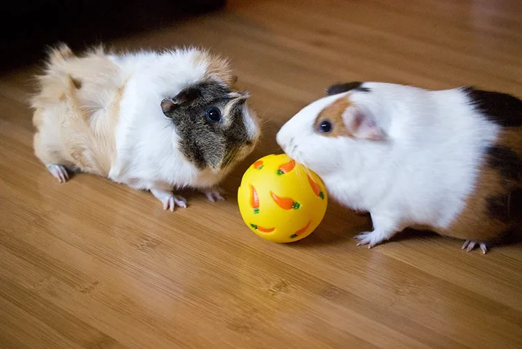 دو خوکچه هندی در حال بازی با توپ 