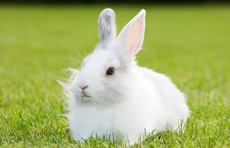 اسم خرگوش سفید 