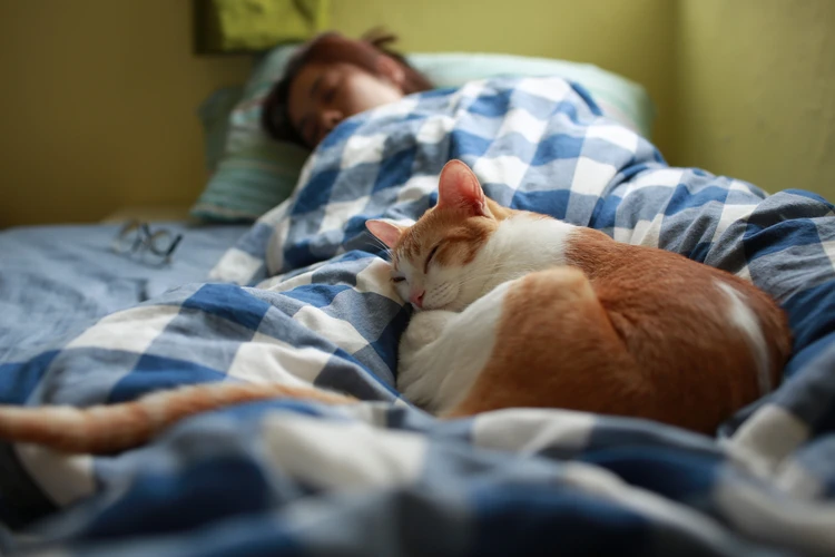 خوابیدن گربه روی تخت 
