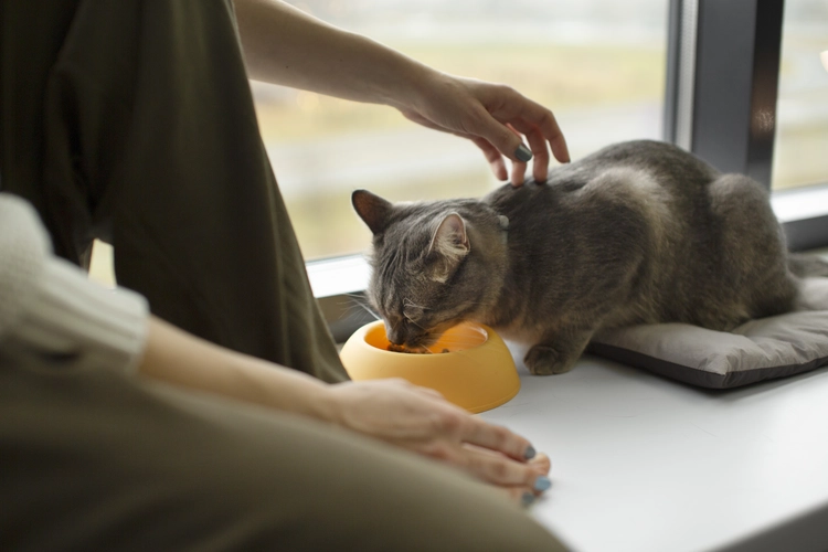 تغییر رژیم غذایی برای درمان تیروئید گربه 
