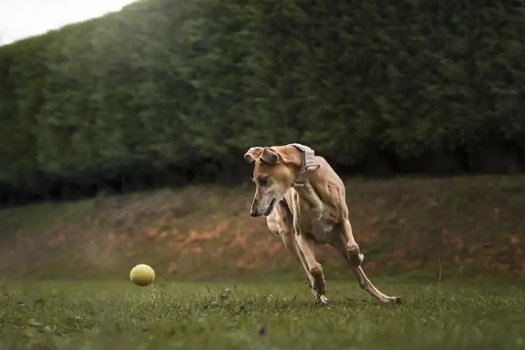وزش فلای بال برای سگ 
