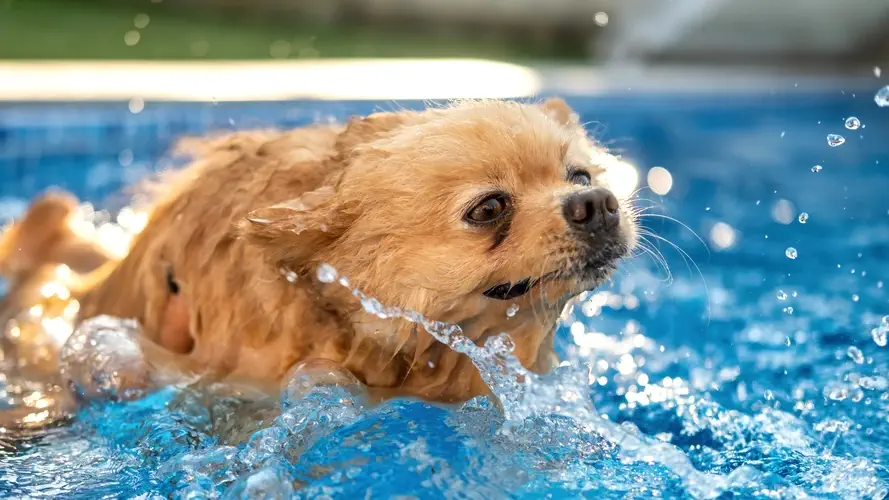 شنا کردن سگ 