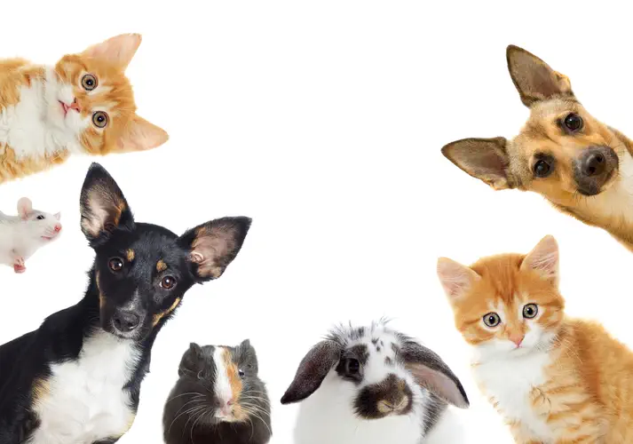 بیمه حیوانات خانگی چیست؟
