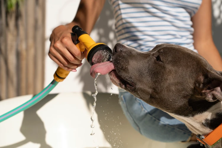 آب خوردن سگ برای جلوگیری از گرمازدگی 