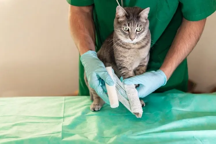 گچ گرفتن دست گربه با بیمه حیوانات خانگی 