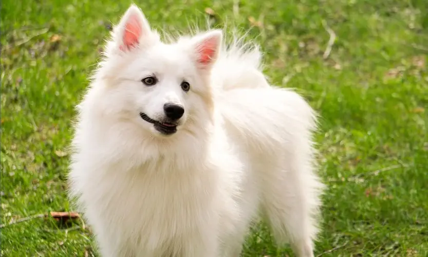 عکس سگ اسکیموی آمریکایی سفید 