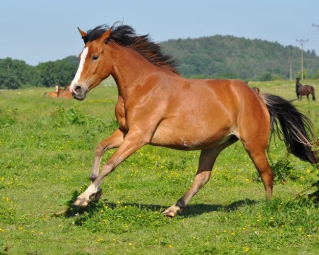 اسب عربی