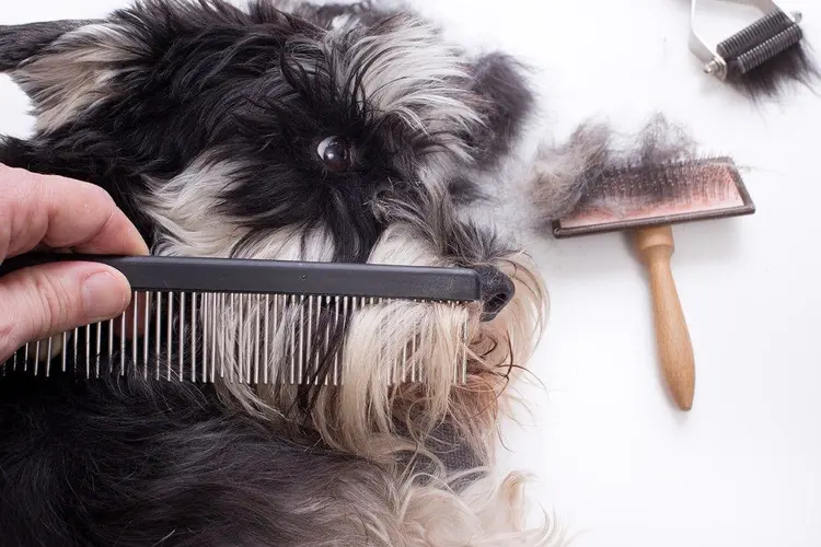 برس کردن موی سگ 