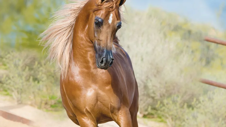 انواع نژاد اسب ایرانی