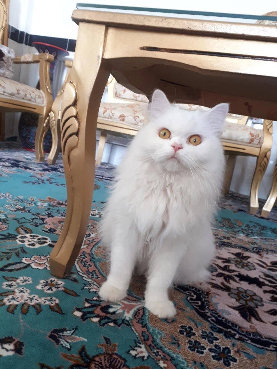 عکس گربه سفید