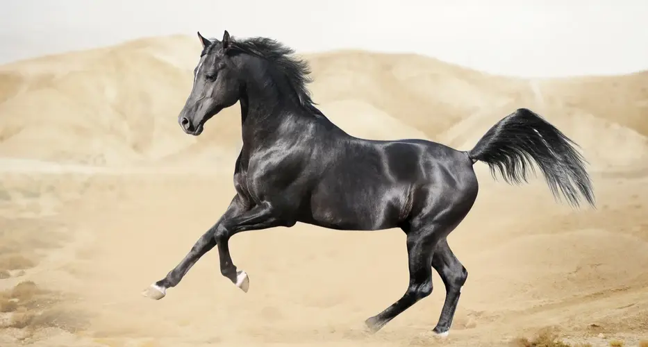 عکس اسب ایرانی کرد