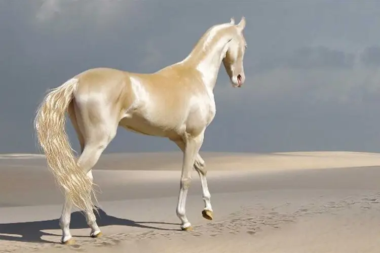 عکس اسب ایرانی ترکمن 